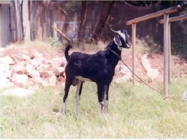 details of kanni goat