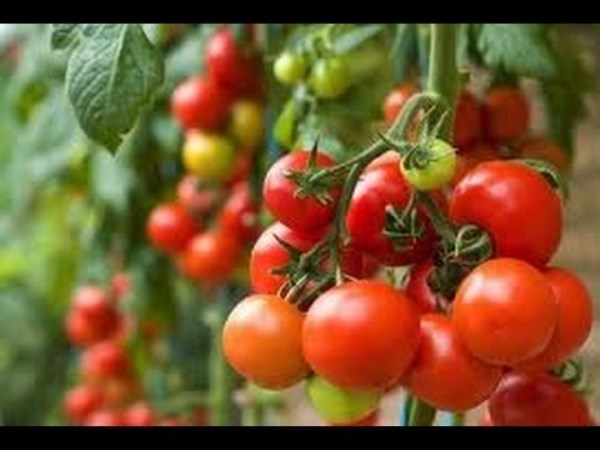 What can be done to get good yield on tomato cultivation