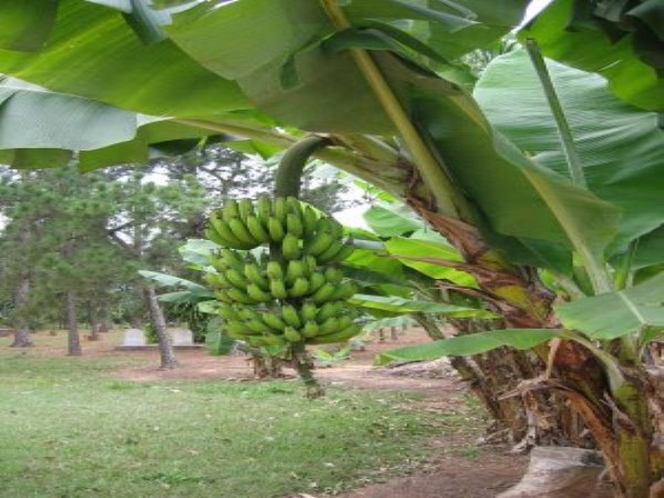 Ways to eradicate bananas that attack banana ...