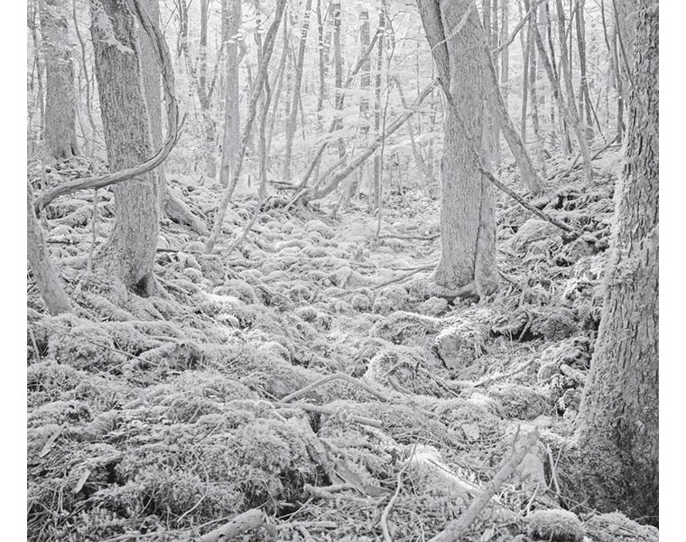 An Ethereal Forest Where Japanese Commit Suicide