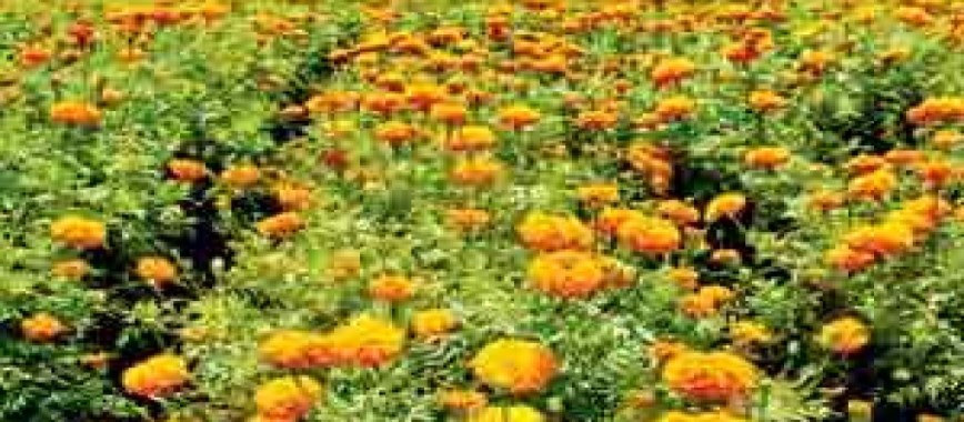 characterized by-a-high-level-of-income-marigold