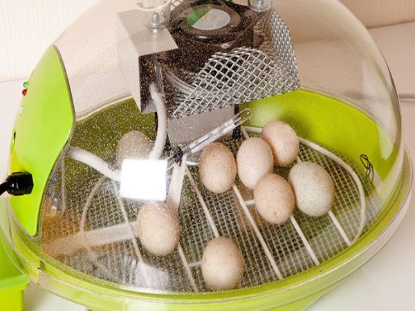 Here are the key steps to chick the chicken eggs ...