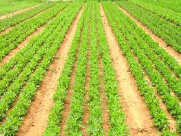 Methods to Understand Control of Disease in groundnut