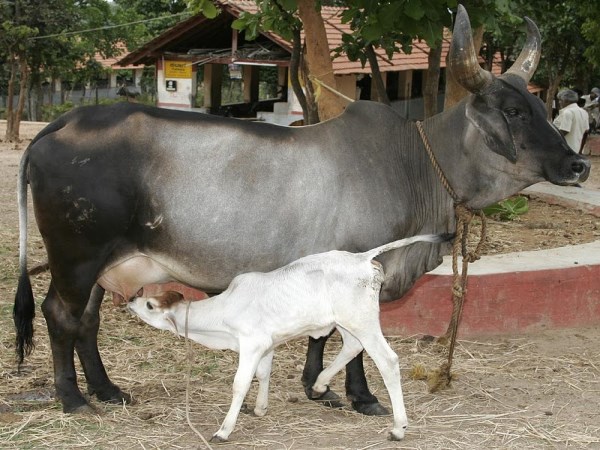 These symptoms can be traced to the livestock larvae