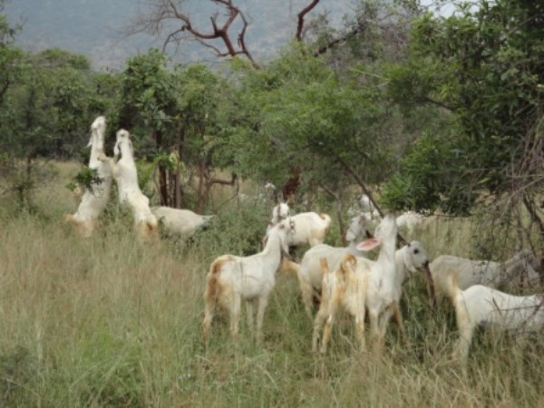 How to feed grain and cereal cake for goats?