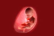 Andhra Pradesh doctor remove 24 weeks stone baby from woman uterus rare phenomenon ckm