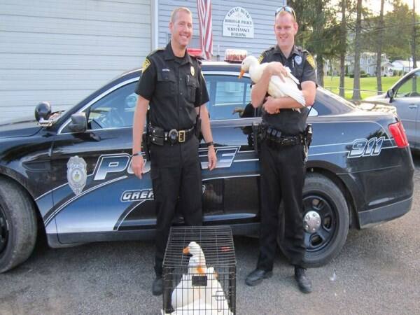 american police arrested goose