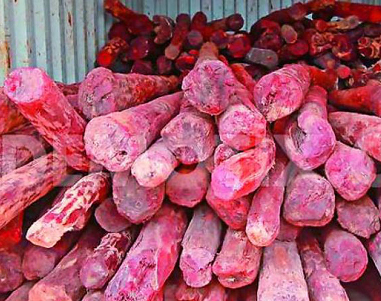 Smugglers from Andhra Pradesh disguise as forest guards, steal red sanders