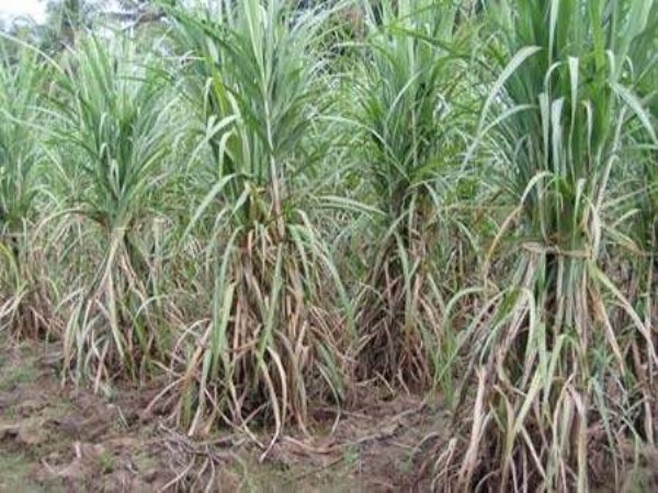 If you use sugar cane and get good yield