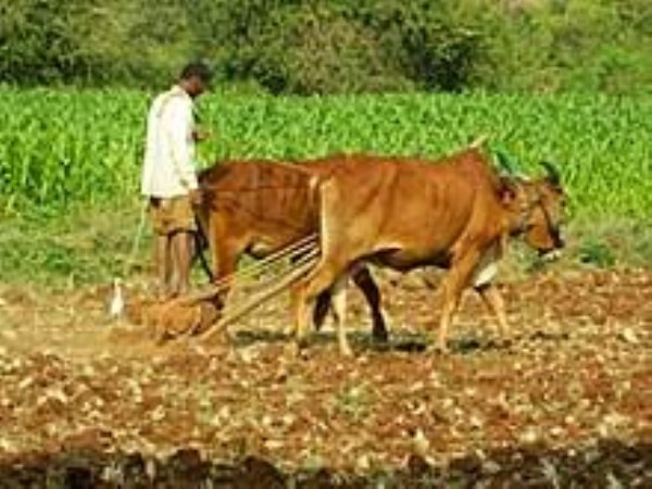 national breeds of seeds