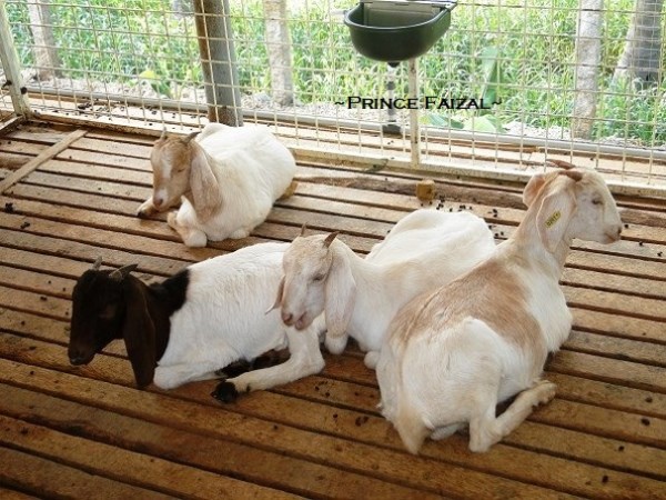 Feeding for young goats