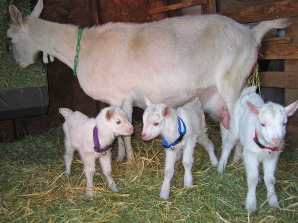 Giving these types of fodder to goats can be made available to them.