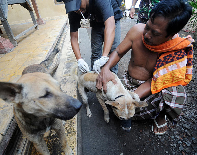 Campaign Against Dog Menace Intensifies in Kerala