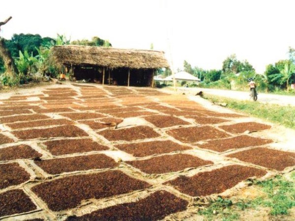 Clove Cultivation Planting Method From the First Harvest