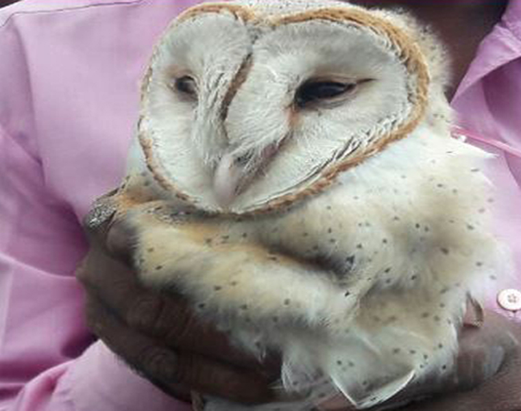 White owl Detect at Chikkamagaluru