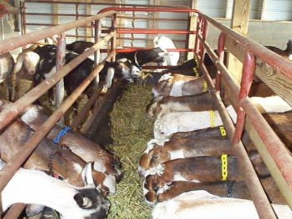 Grazing goats grown in loncus ...