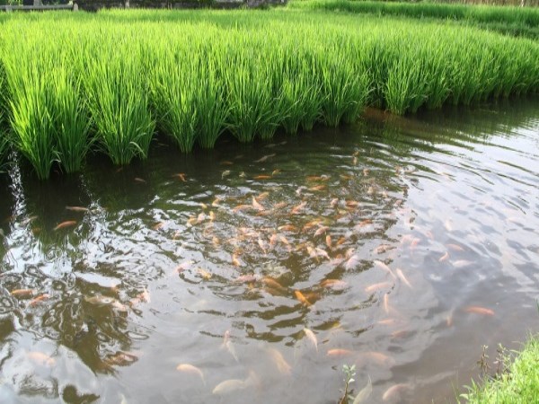 Have you heard about fish farming with paddy fields?