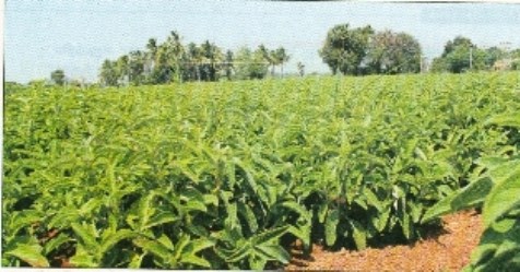 Efficacy of deficiency in vegetable crops