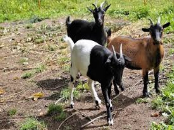 These are the diseases attacking goats