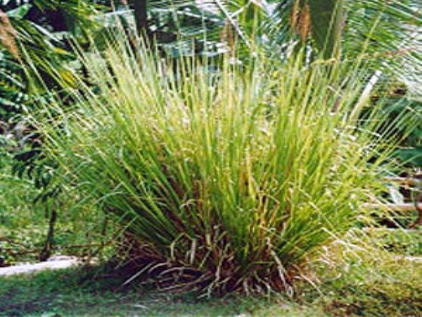 chrysopogon cultivation that gives good yield ... more benefits