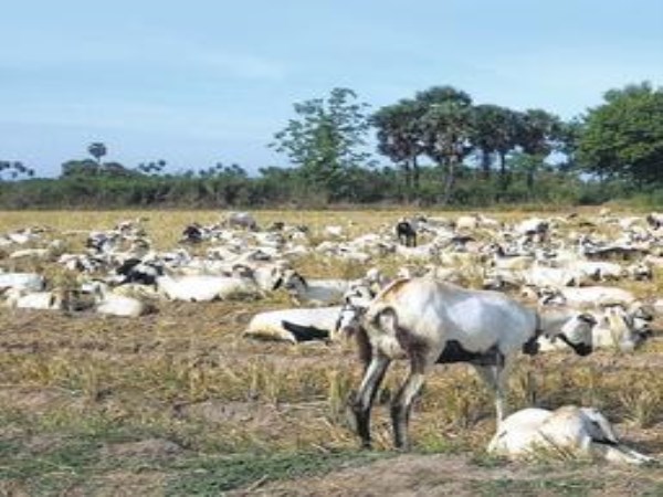 Do you know which fertilizer available from the sheep will benefit?