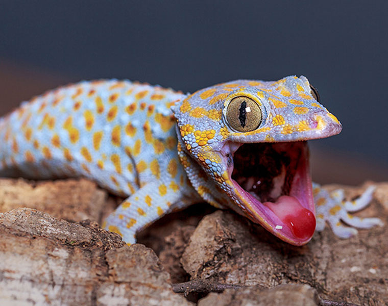 Doctors remove gecko from mans ear could not find its tail