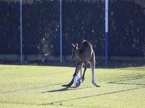  Kangaroo stops play during Australian woman's football match