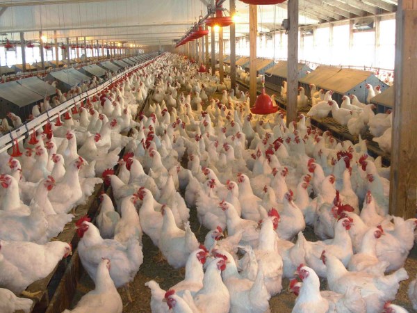 Management to take on chickens