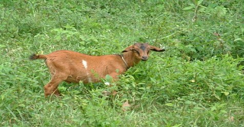 Greens are better than mixed feed for sheep Cost less