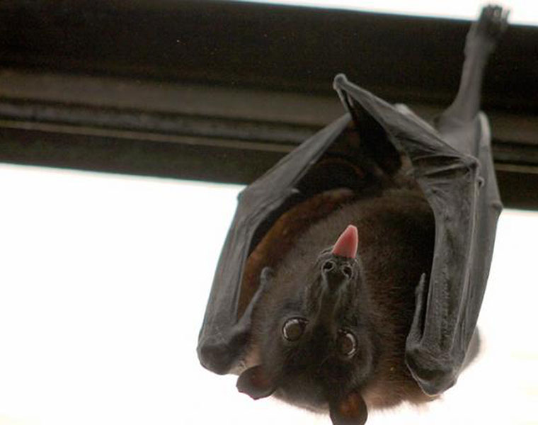 Wild vampire bats are now sucking blood from humans at night