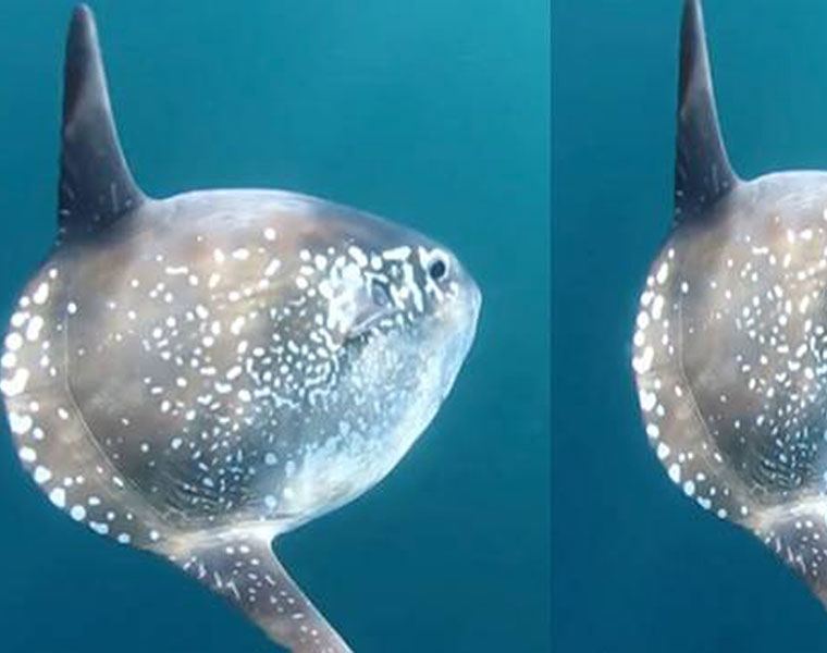 New species of sunfish discovered in New Zealand