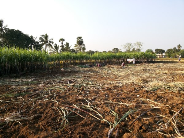 How to prepare compost fertilizer using sugar cane?