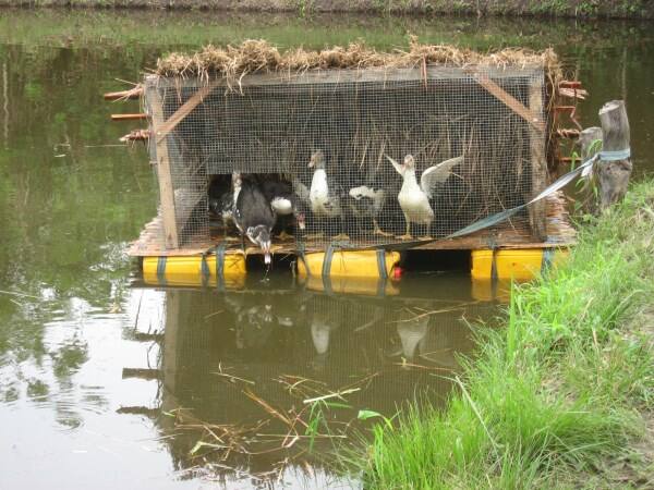 Ducks on Integrated Farm - There is also a fish farming system