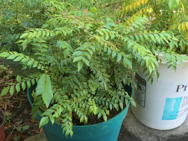 Natural curry leaves cultivation