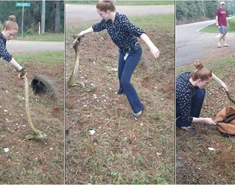 VIDEO Female cop captures 9ft yellow ANACONDA SNAKE with bare hands WOW