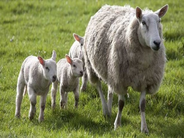 A step by step to prevent sheep from being infected ...