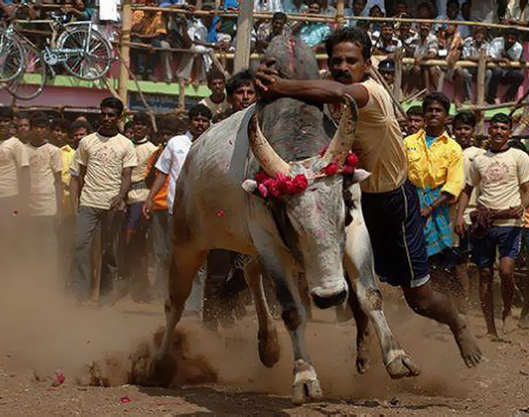 Kobri Hori Bull Catching Sport in Haveri during diwali skr