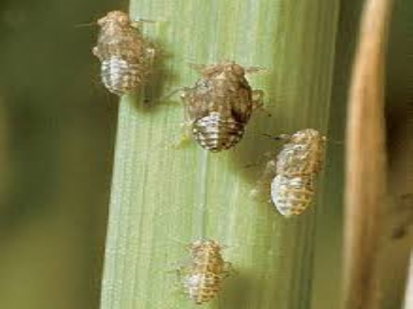 How to control pest and disease in biomass