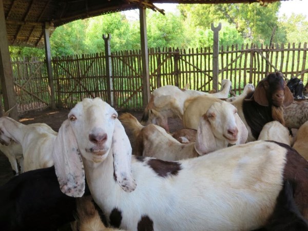 Why is goat farming popularized by everyone? Know this ...