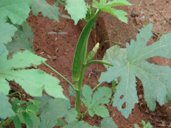 Garlic solution to prevent disease attacks in vegetable plants