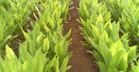 May June  season is perfect for turmeric cultivation