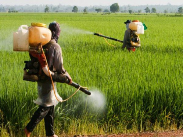 Learn how to spray the pesticides to the ground