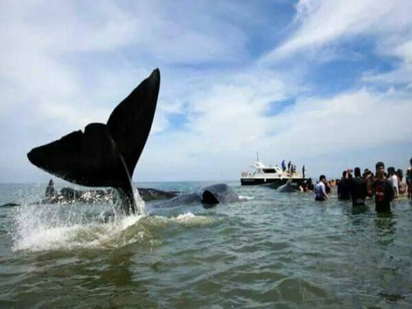 12 whales found near malasia beach and people shocks by hearing this