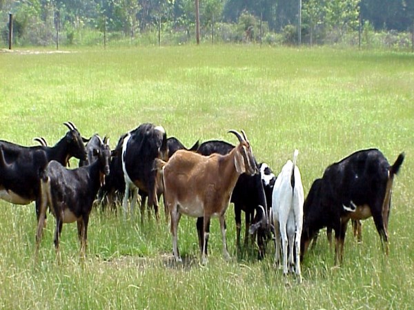 How to manage fodder management in sheep A paragraph ...