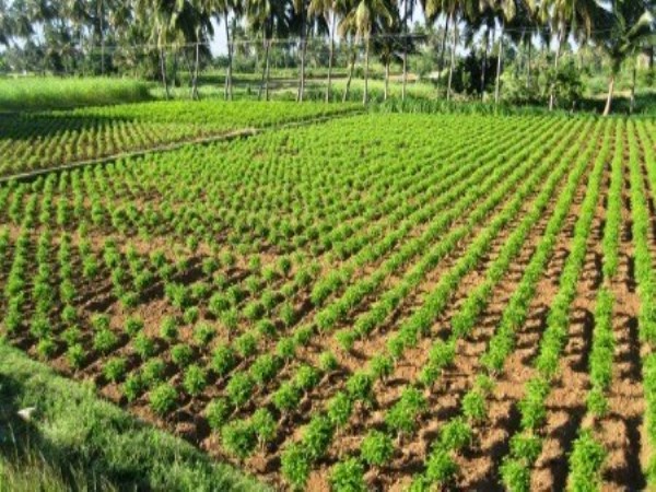 All kinds of land can be grown in the cultivation of cultivated curry leaves ...