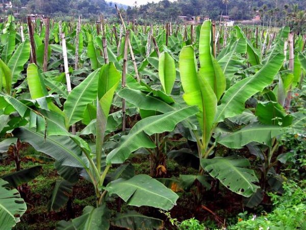 How to prevent yield loss in banana cultivation? Know this ...