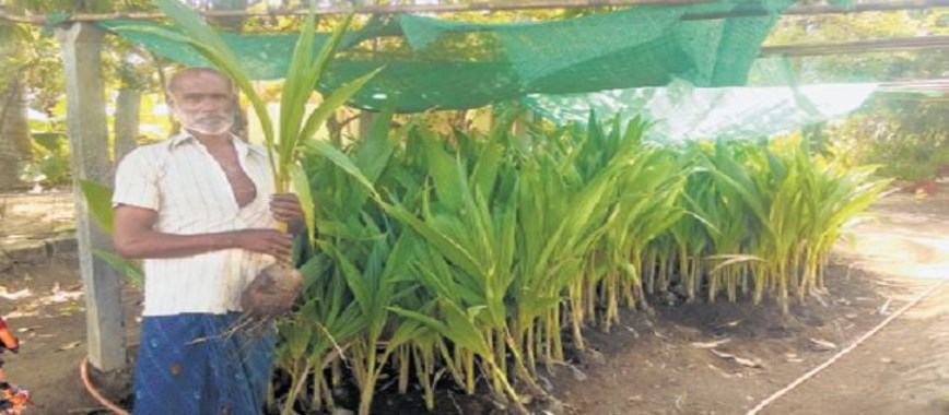 insect affects-in-coconut-tree