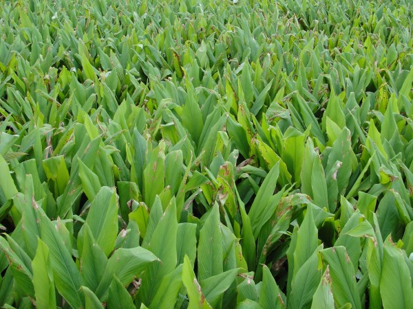 What can be done if there is no zinc deficiency in the yellow crop