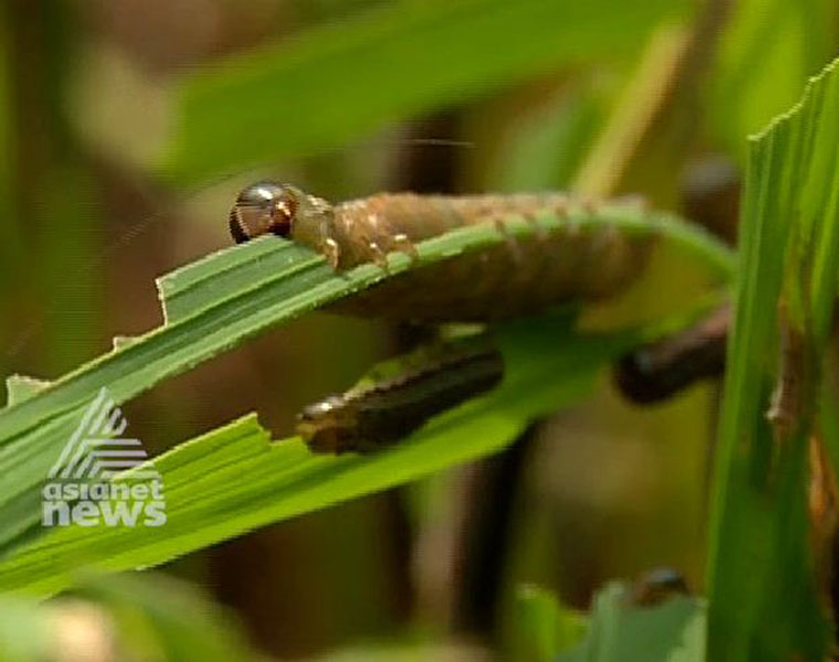 New zombie virus sending caterpillars on a death march