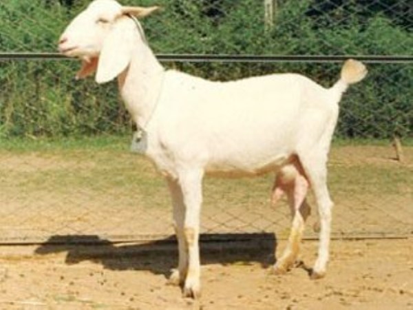 Some other foreign species are in goats. Here they are ...